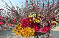 Les fleurs de la fête du Têt au Vietnam