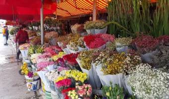 Les marchés aux fleurs du Têt à Hanoi au Vietnam